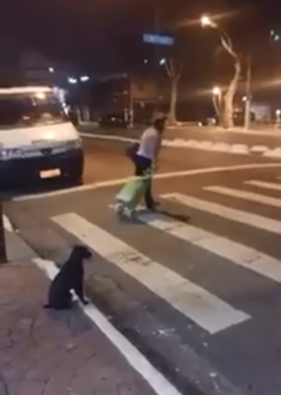 Facebook Viral: Perro se hace viral por respetar el semáforo y una señora no [VIDEO]